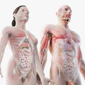 3D Full Male And Female Anatomy Set model